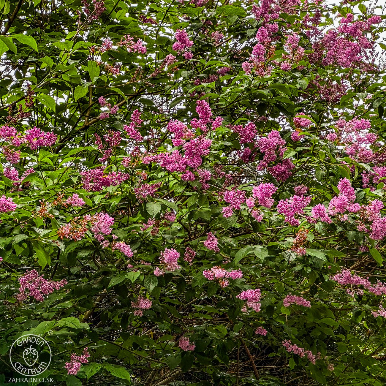 Obrázok Orgován obyčajný (Syringa vulgaris) ´MRS EDWARD HARDING´ - výška 40-60 cm, kont. C3L